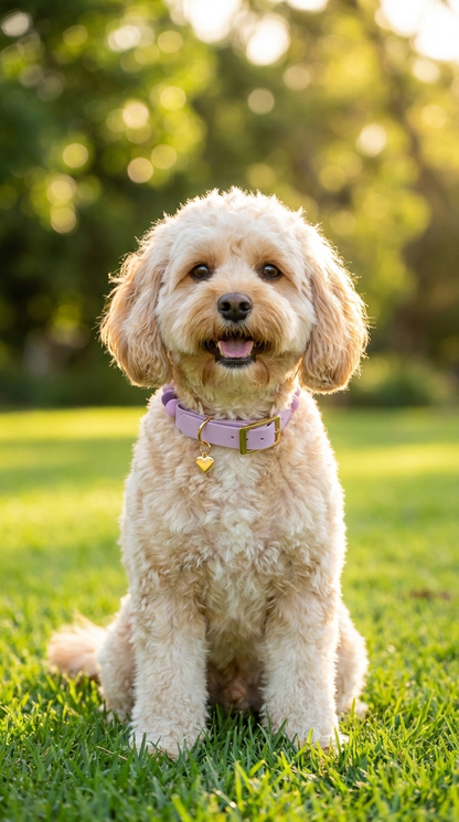 Lavender Dream —Bows & Paws Collar